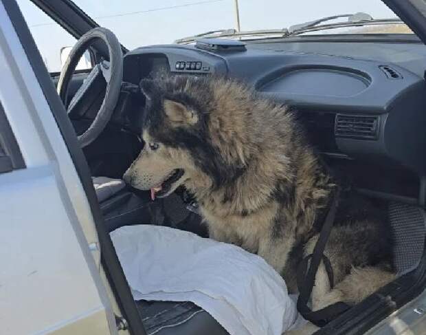 Преданный хозяевами старик-хаски из астраханского приюта обрел новую семью