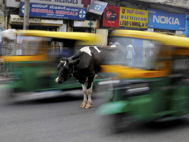 астывшая корова и рикши в Бангалоре, Индия, 2 июня 2015. Instagram, рейтер, фотографии