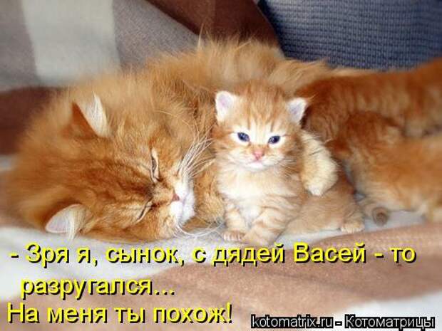 Котоматрица: - Зря я, сынок, с дядей Васей - то разругался... На меня ты похож!