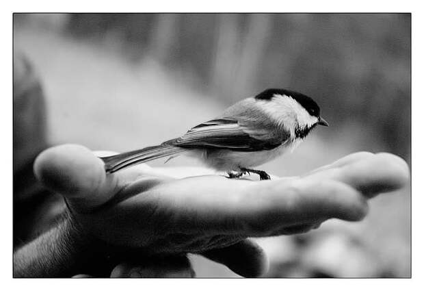 Птица в руках