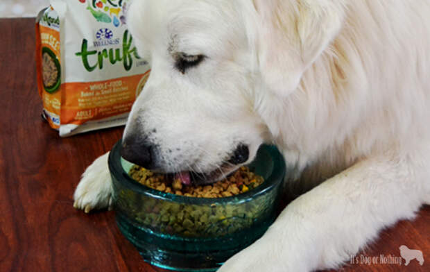 Wellness TruFood & Great Pyrenees