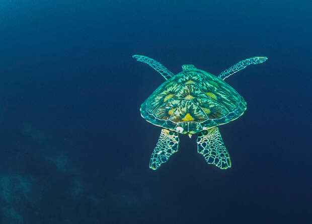 Зелёная морская черепаха Галапагосские острова, Эквадор