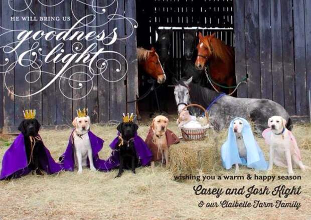 Kelly sent BuzzFeed several other photos of the dogs in various festive scenes, including a nativity scene...
