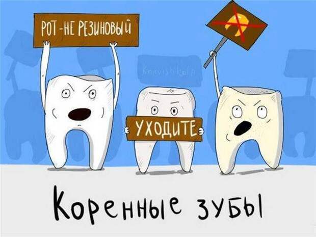 коренные зубы