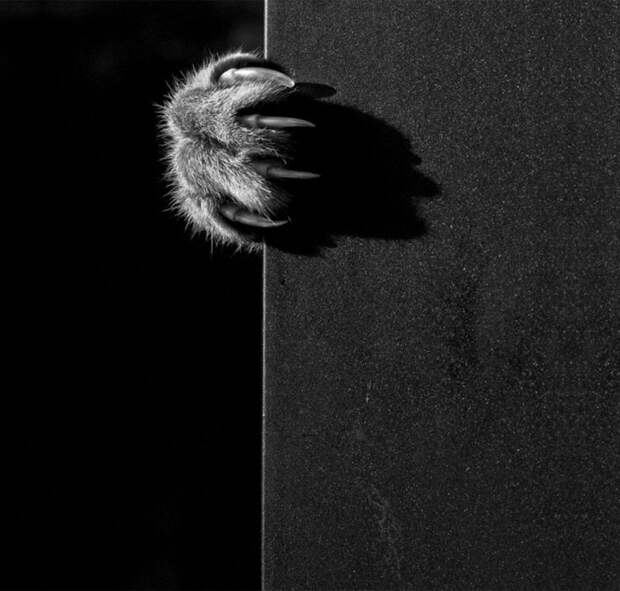 черно белые фотографии кошек (3)