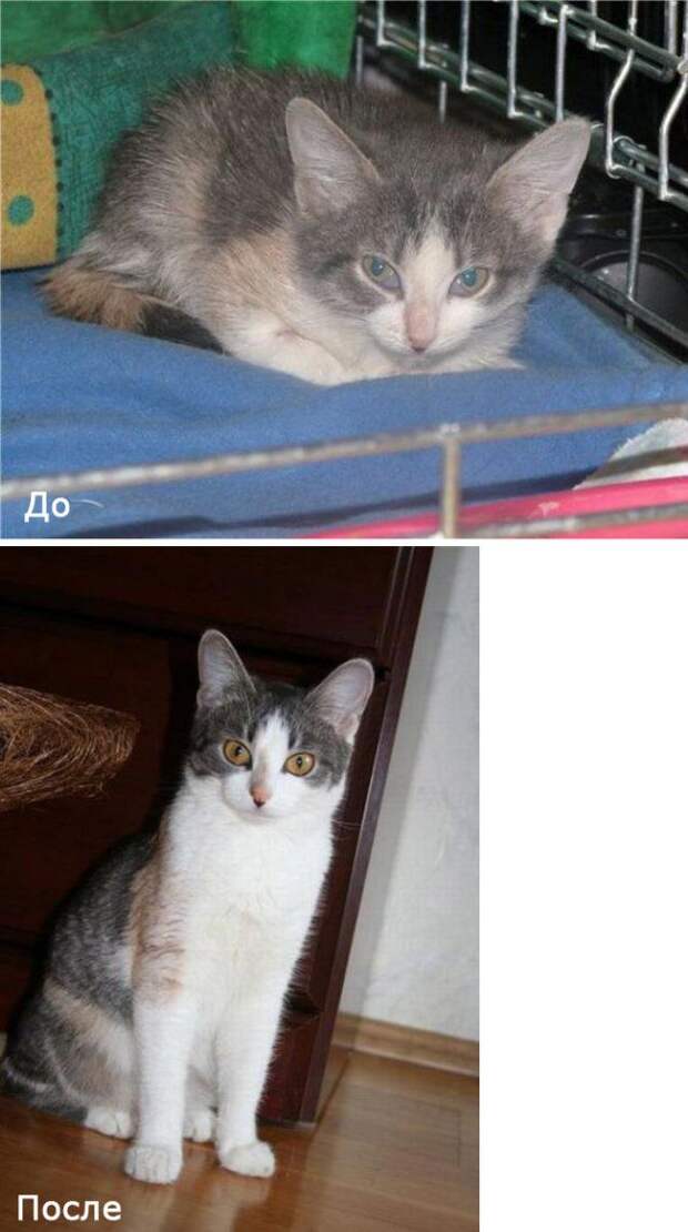 Бездомные кошки в добрых руках