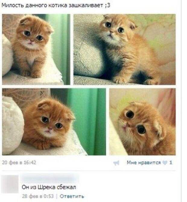 Улётные комментарии из соц.сетей Улётные комментарии из соц.сетей