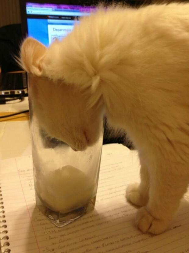 Субботний котопост коты, кошки, приколы с котами., смешные коты