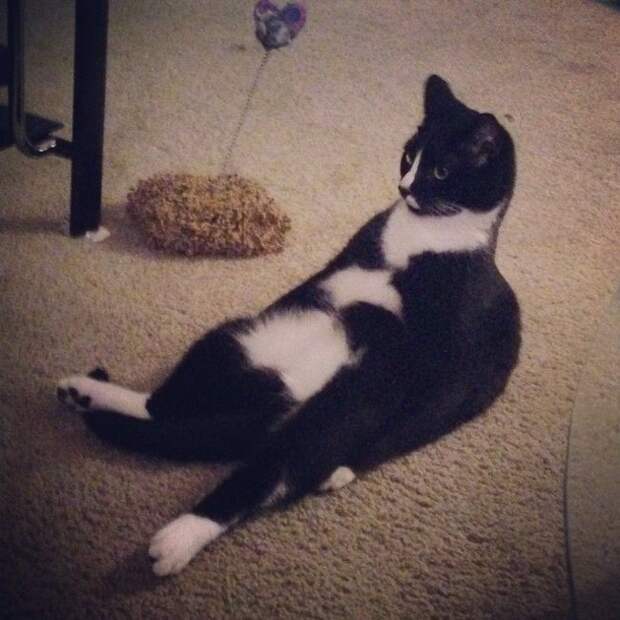 кошка на ковре