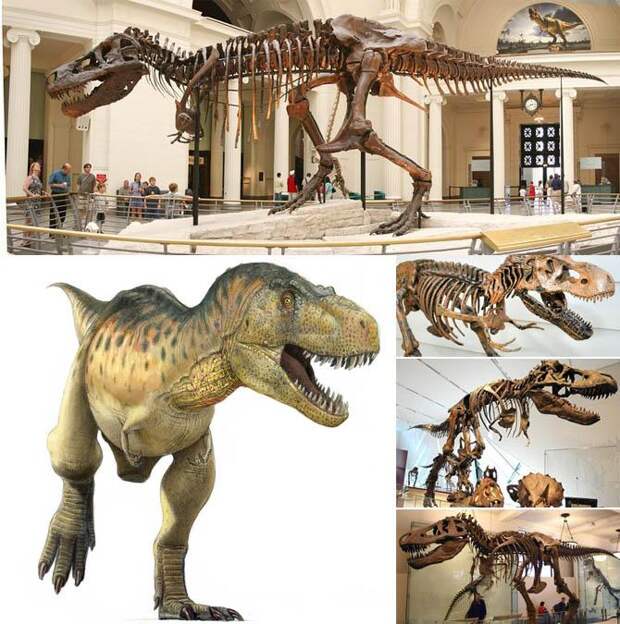 Интересные факты о динозаврах, тираннозавр