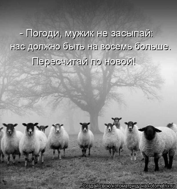 Котоматрица: - Погоди, мужик не засыпай:  нас должно быть на восемь больше.  нас должно быть на восемь больше.  Пересчитай по новой!