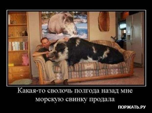 Демы свеженькие