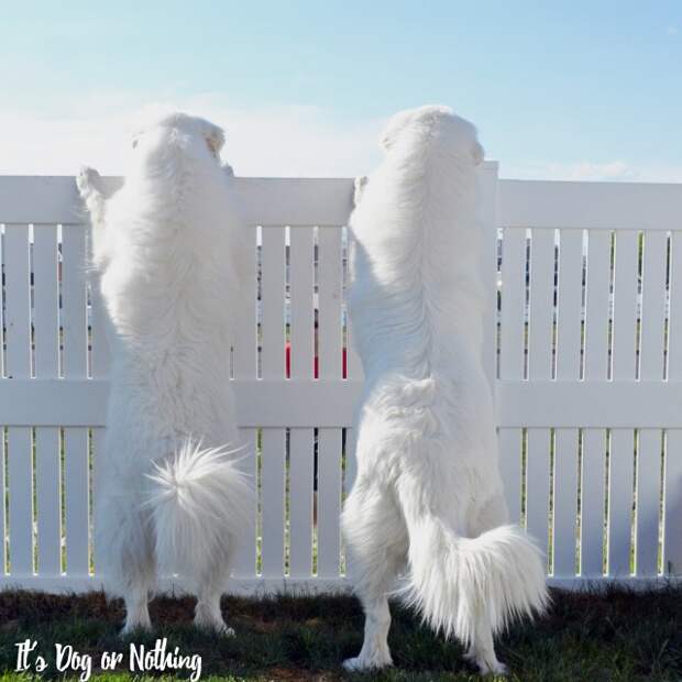 Have you thought about adding a Great Pyrenees to your family? Here's a basic guide to determine if a pyr might be a good fit!
