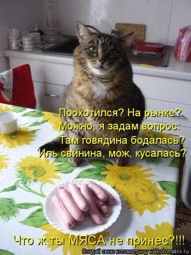 Новая котоматрица для хорошего настроения (37 фото)