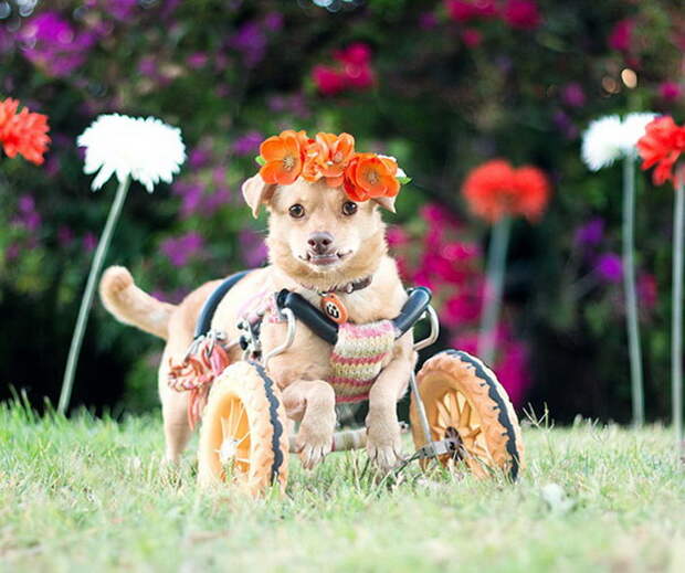 Дейзи — жизнерадостная собака с парализованными лапами
