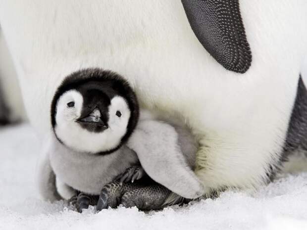 маленький пингвин