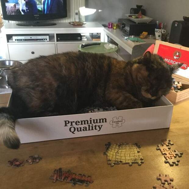 Trying To Do My Jigsaw But My Cat Friday Wonât Let Me: Itâs Her Box!