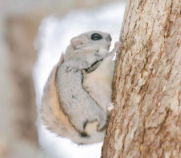 Ezo Momonga Хоккайдо 