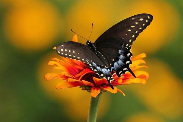 caterpillar-moth-butterfly-before-after-metamorphosis-16-2