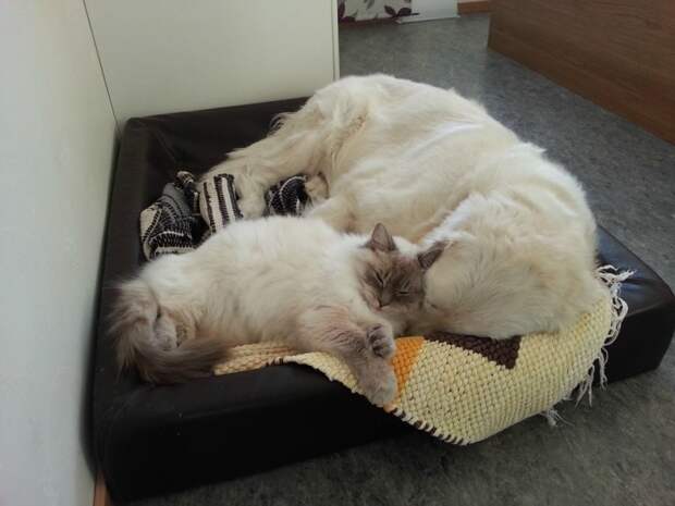 кошка спит с собакой
