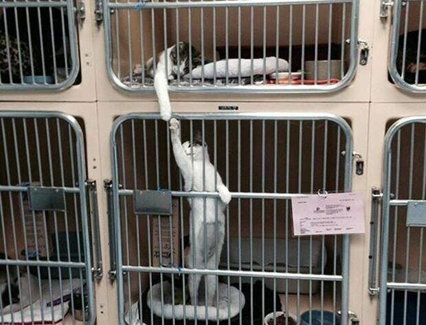 Коты, которым самое место в драмкружке