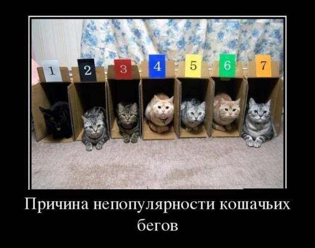 Подборка демотиваторов  демотиватор, юмор