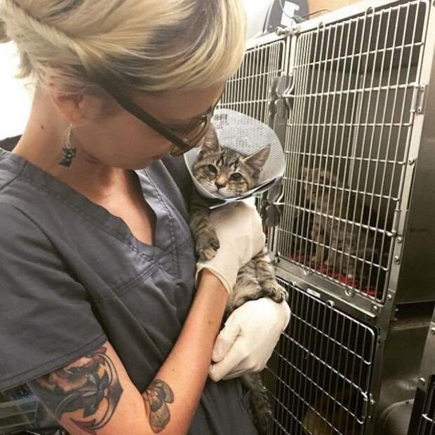 Милая девушка, превратившая свой дом в кошачий приют девушка, спасает котеек