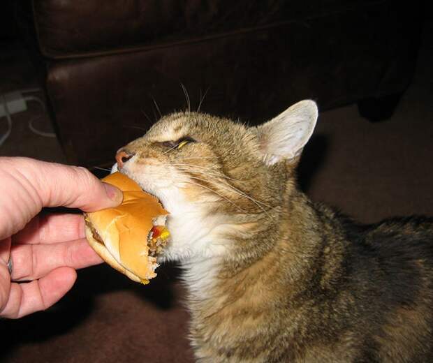 кошка ест бургер