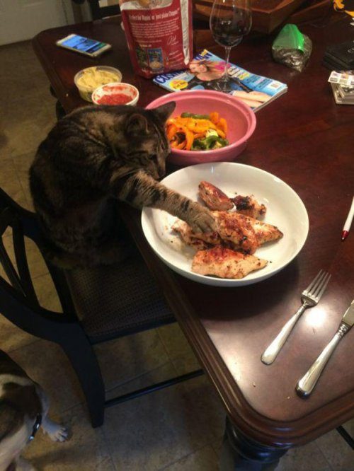 КОТОприколы