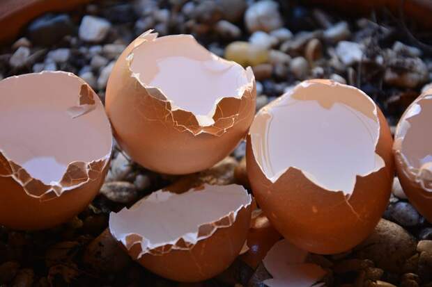 Ford забросали яйцами во дворе дома на Долгопрудной аллее
