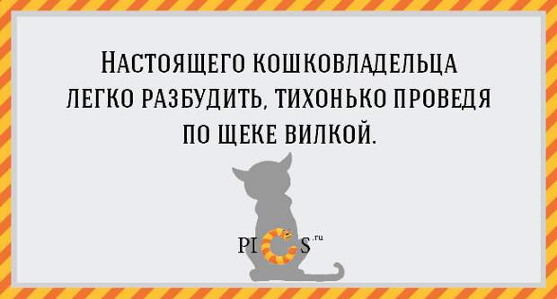 catowner11