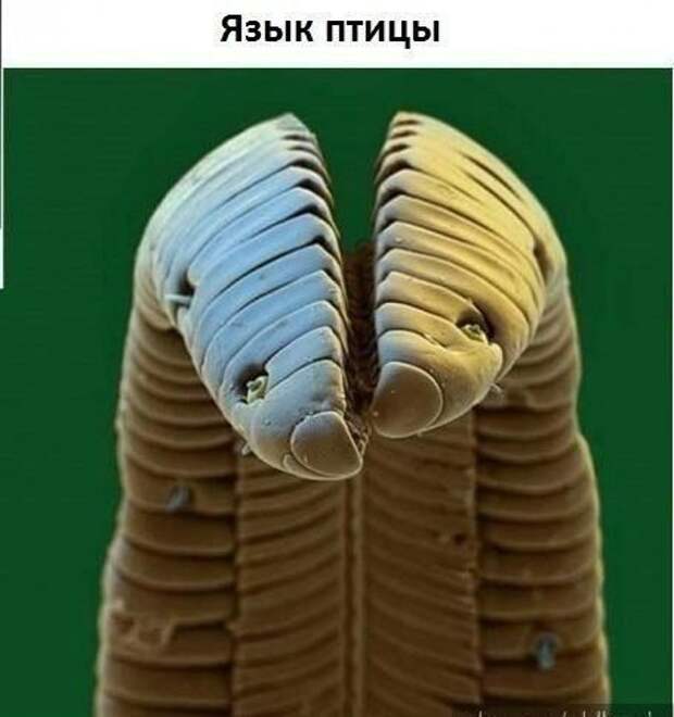 Немного интересного под микроскопом. Немного интересного под микроскопом.