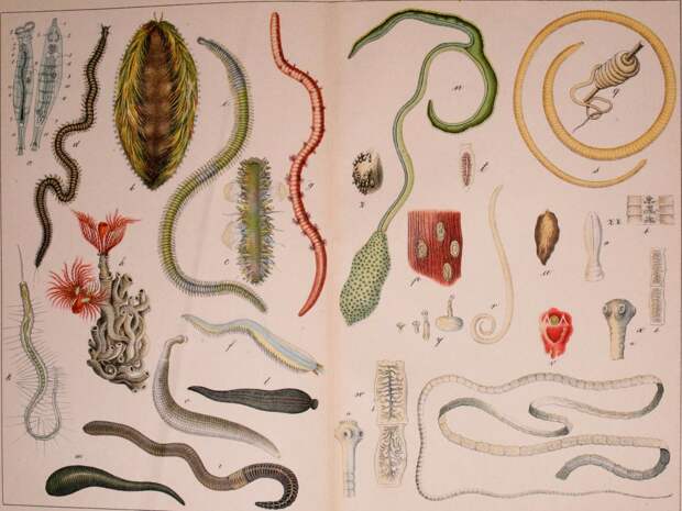 leech-collector