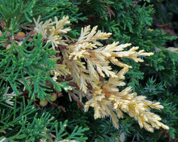 Изысканный можжевельник даурский "Экспанса Вариегата" (Juniperus davurica 'Expansa Variegata') - яркий представитель закреплённого спонтанного химеризма.