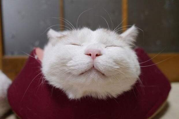 кот Широнеко