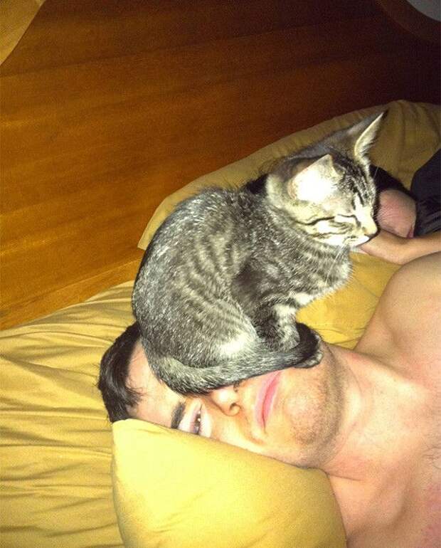 Коты, которые и не подозревают, что у вас есть личное пространство (15 фото) Коты, которые и не подозревают, что у вас есть личное пространство (15 фото)