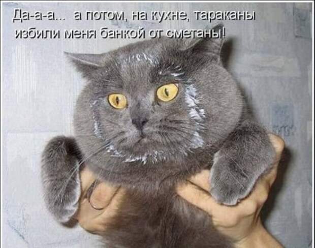 Котоматрицы: Мысли вслух