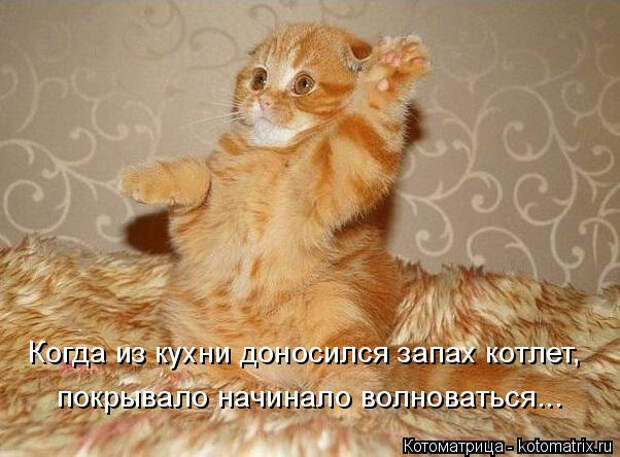 котоматрица (602x444, 227Kb)