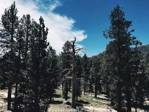 Palm-Springs-Aerial-Tramway-00-22.jpg