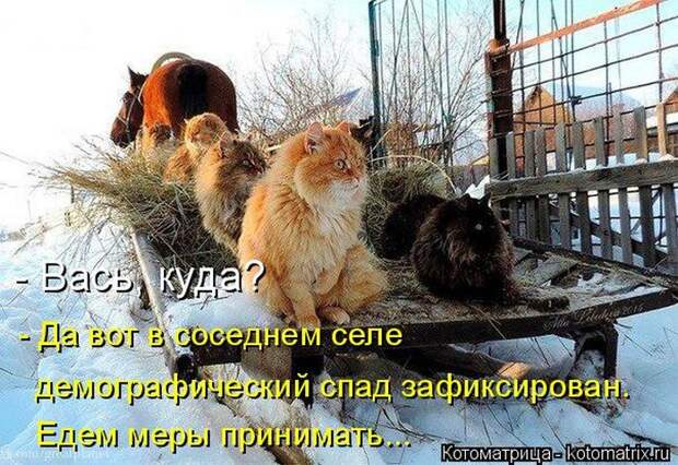 Лучшие котоматрицы недели (50 фото)