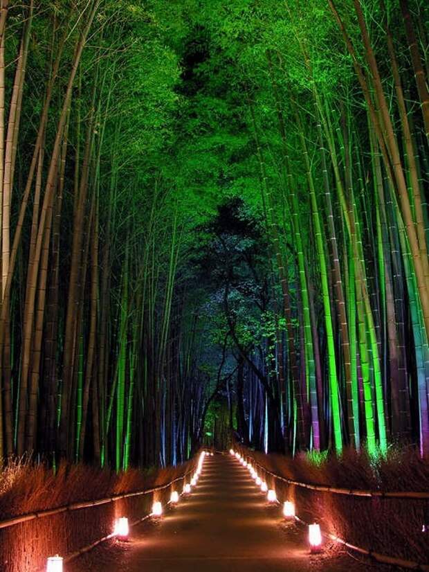 Бамбуковая роща Сагано в Киото. Япония. Фото