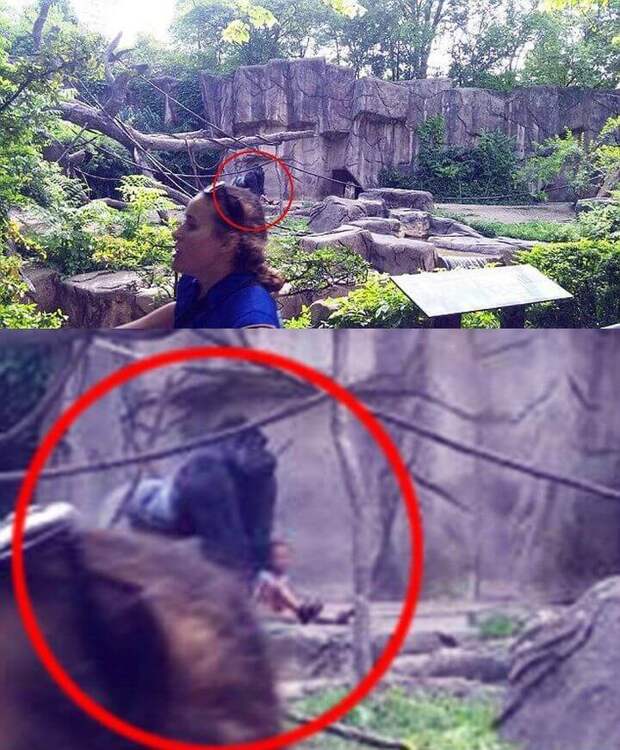 В американском зоопарке застрелили 17-летнюю гориллу, в вольер к которой упал ребенок