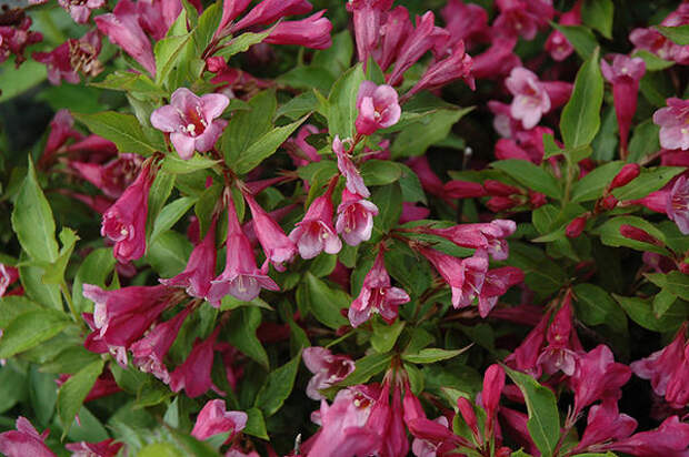 Weigela Minuet, фото сайта sadik.tomsk.ru