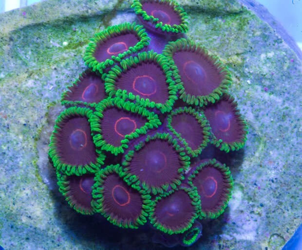 Коралл Palythoa