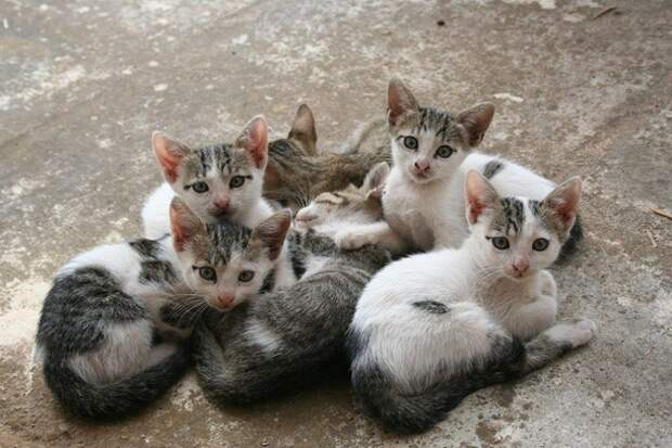 кошка и котята