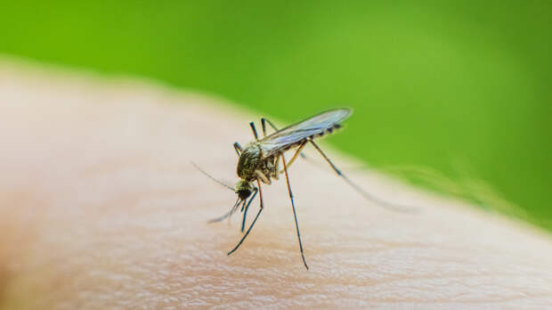 Иммунитет не защитит от заражения: инфекционист рассказала о дирофиляриозе, который переносят комары