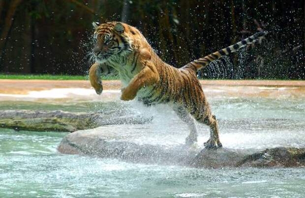 Тигр в прыжке, фото хищники фотография