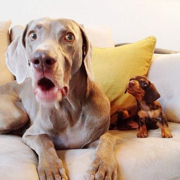 Пёс, Харлоу, дружба,собаки,  Harlow and Indiana,Harlow and Sage 