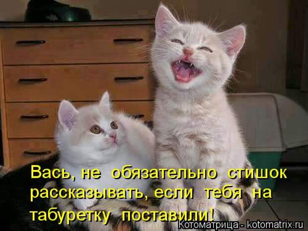 Котоматрица: Вась, не  обязательно  стишок рассказывать, если  тебя  на табуретку  поставили!