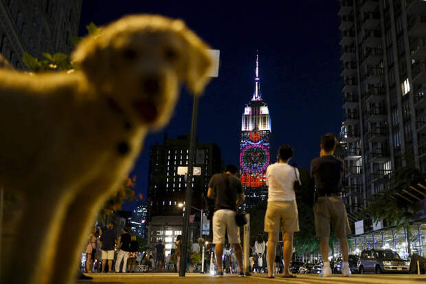 Собака и Эмпайр Стейт Билдинг в Нью-Йорке, США
